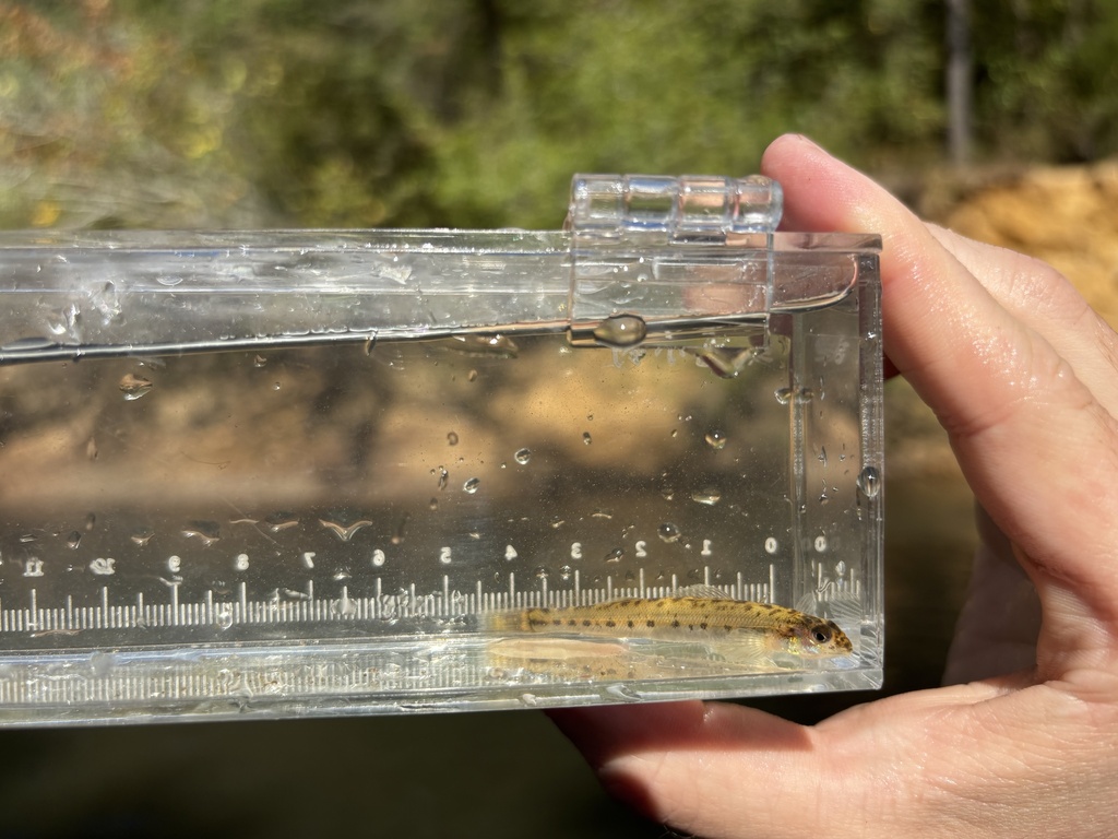 Southern Sand Darter