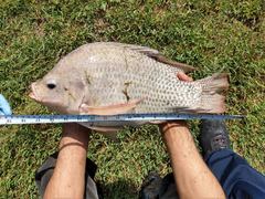 Oreochromis niloticus