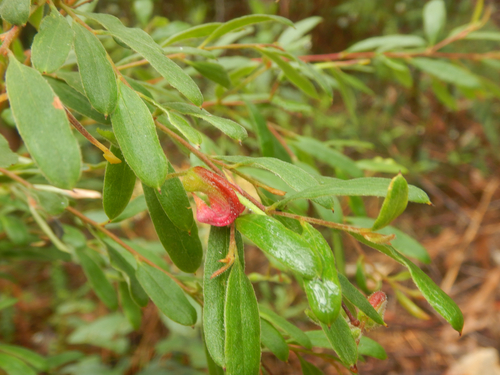 Grevillea arenaria, photograph 4