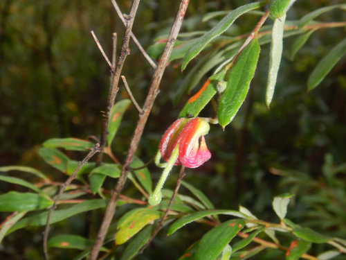 Grevillea arenaria, photograph 3