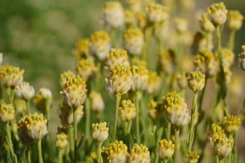 desert rice-flower (Pimelea simplex)