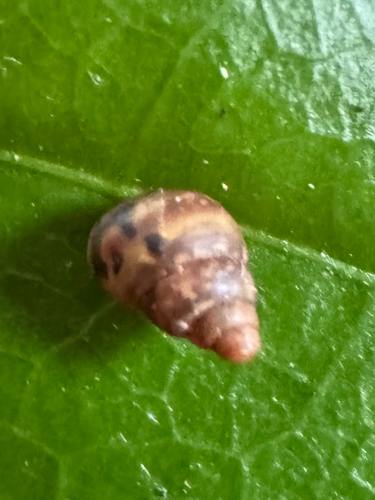 Auriculella observed 2025-09-30
