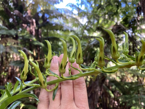 Trematolobelia rockii, 2025-09-30