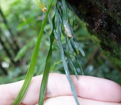 Haplopteris anguste-elongata