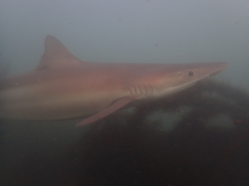 Tope shark swimming in murky water, side view