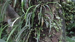 Haplopteris anguste-elongata