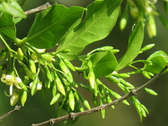 Kraussia floribunda