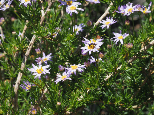 Common Bush Felicia (Subspecies Felicia fruticosa fruticosa