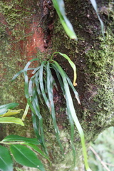 Haplopteris anguste-elongata