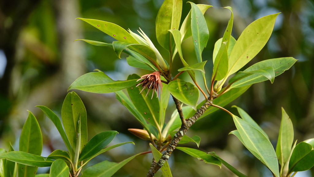 Bruguiera exaristata (Bruguiera exaristata)