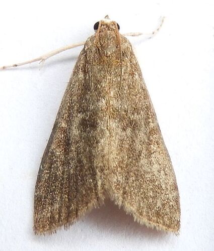 Waterlily Borer Moth photo 6