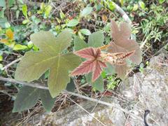 Rubus reflexus