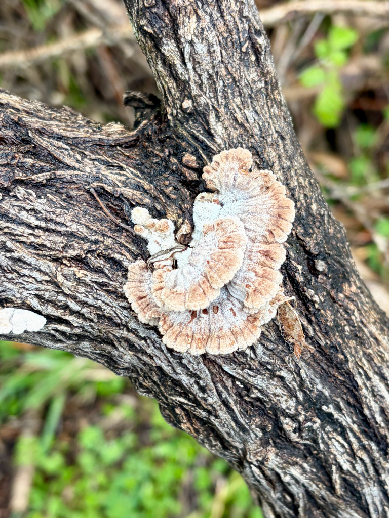 Schizophyllum commune · October 2025 · photo: © bobw75 (iNaturalist, cc0)