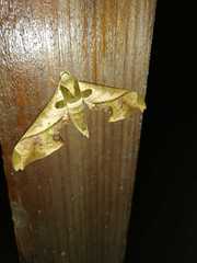 Adhemarius dariensis