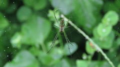 Leucauge celebesiana