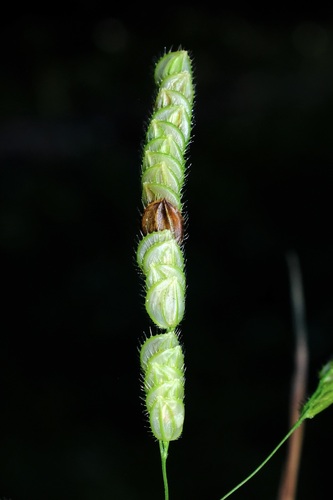 Catchfly grass (Leersia lenticularis)