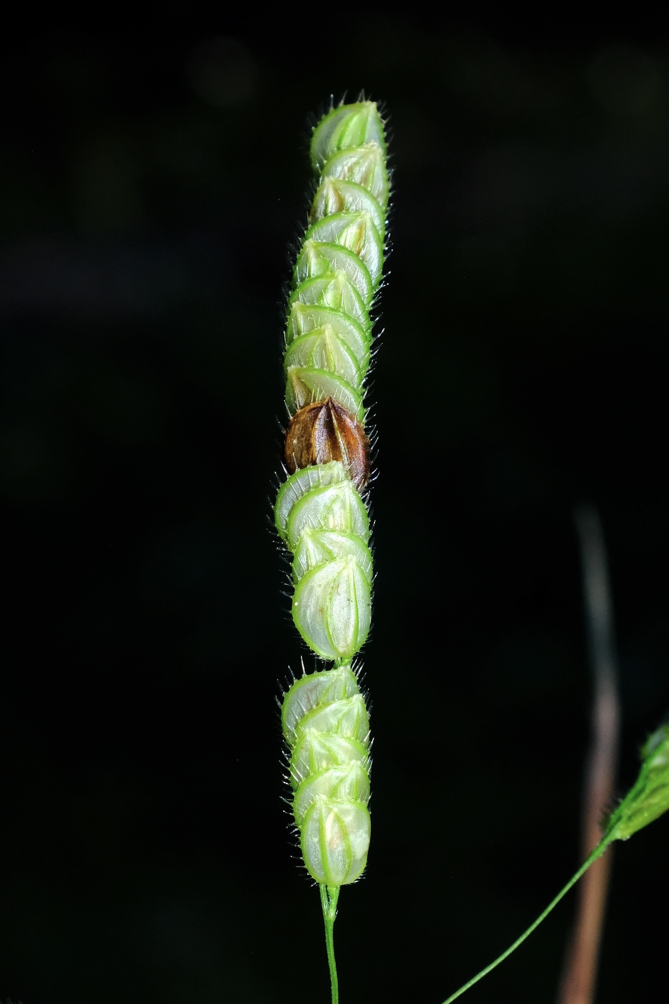 Catchfly Grass (Leersia lenticularis)