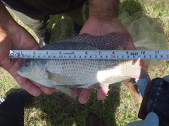 Oreochromis niloticus