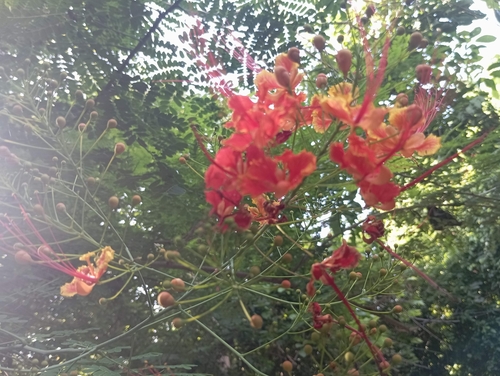 Tabachín (Caesalpinia pulcherrima)