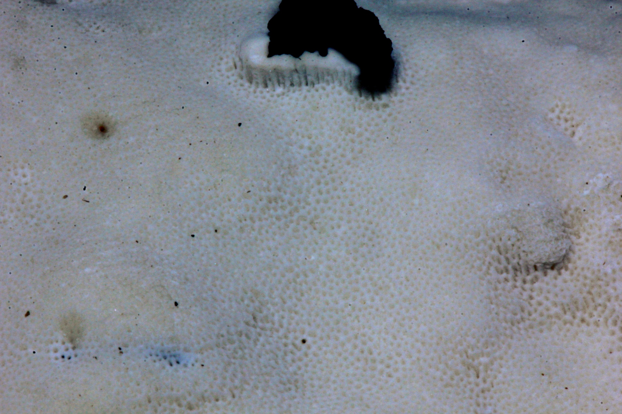 Trametes gibbosa image