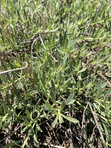 Baccharis linearifolia, photograph 4