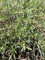 Baccharis linearifolia, photograph (c) Martin Coronel Varela, some rights reserved (CC BY)
