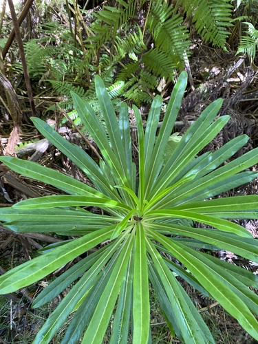 Trematolobelia rockii, 2025-09-30