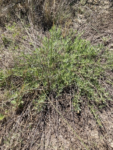 Baccharis linearifolia, photograph 5