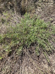 Baccharis linearifolia, photograph (c) Martin Coronel Varela, some rights reserved (CC BY)