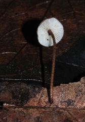 Crinipellis phyllophila