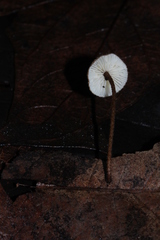 Crinipellis phyllophila