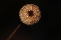 Crinipellis phyllophila