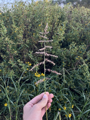rough barnyard grass (Echinochloa muricata)