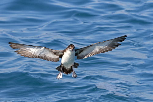 Yelkouan Shearwater, photo 8 of 9