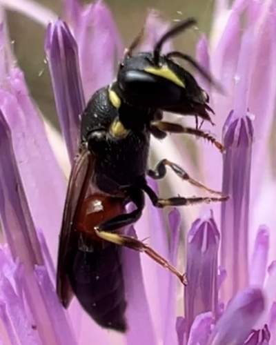 Ornate Masked Bee