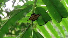 Gasteracantha sauteri
