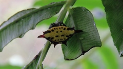 Gasteracantha sauteri