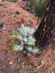 Pinus canariensis