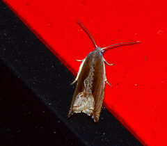 Ancylis diminuatana