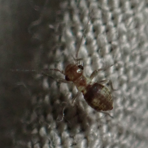 Cloudy brown barklouse photo 4
