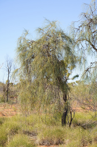 bootlace oak (Hakea chordophylla)