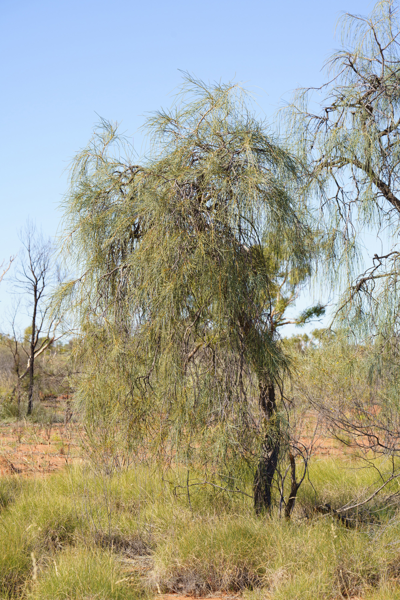 Bootlace Oak (Hakea chordophylla)