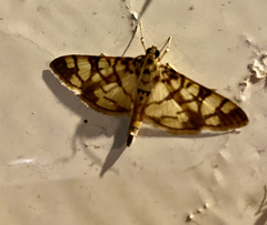 Pardomima azancla