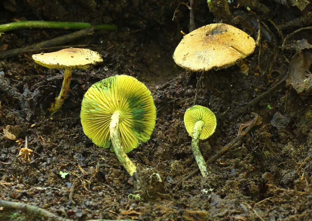 Lepiota trichroma