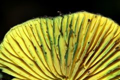 Lepiota trichroma