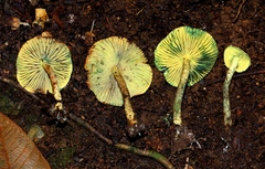 Lepiota trichroma