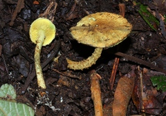 Lepiota trichroma
