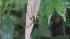Argiope perforata