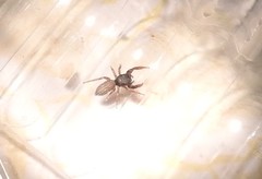 Metacyrba taeniola similis