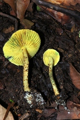 Lepiota trichroma